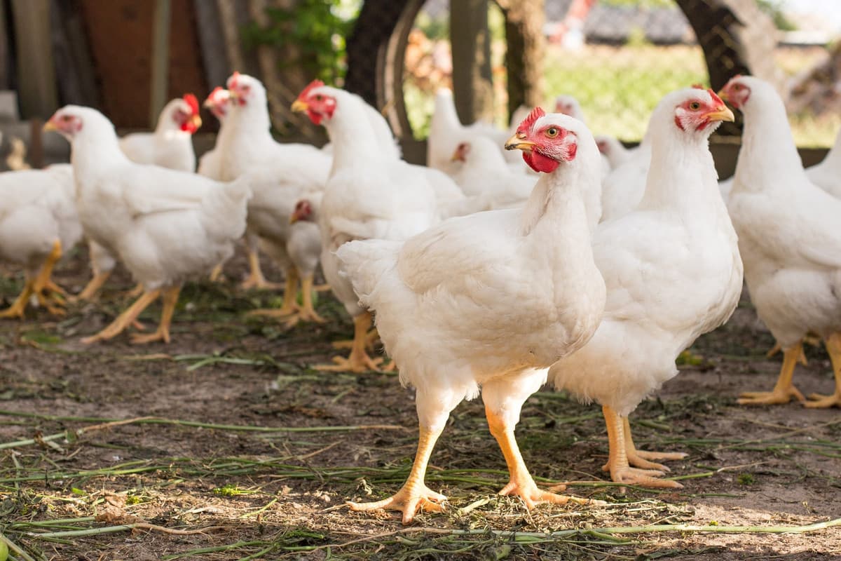 Ready to Slaughter Broilers