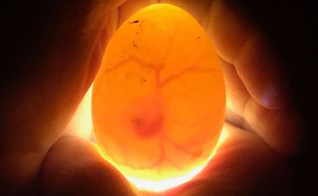 Turkey Fertilized Eggs