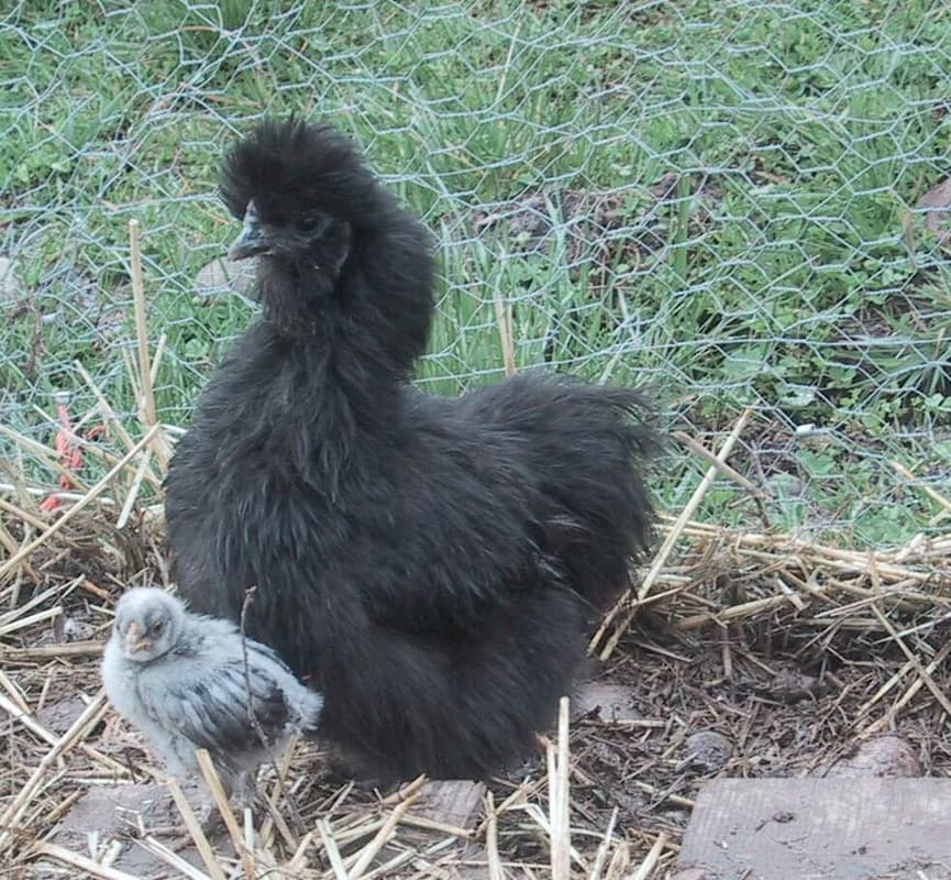 Silkie Ornamental Chick