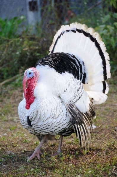Mature Turkey (Royal Palm / Bronze)