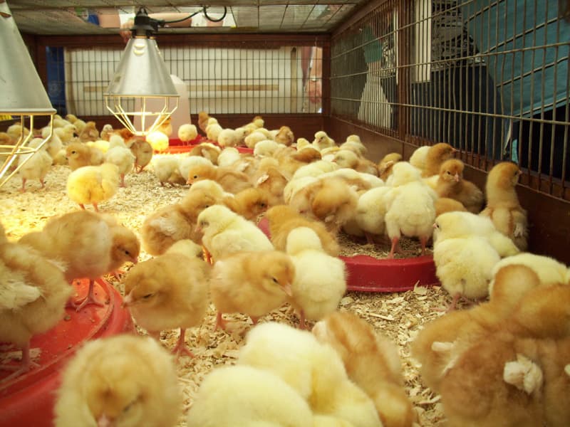 1 Week Old Brooding Chicken