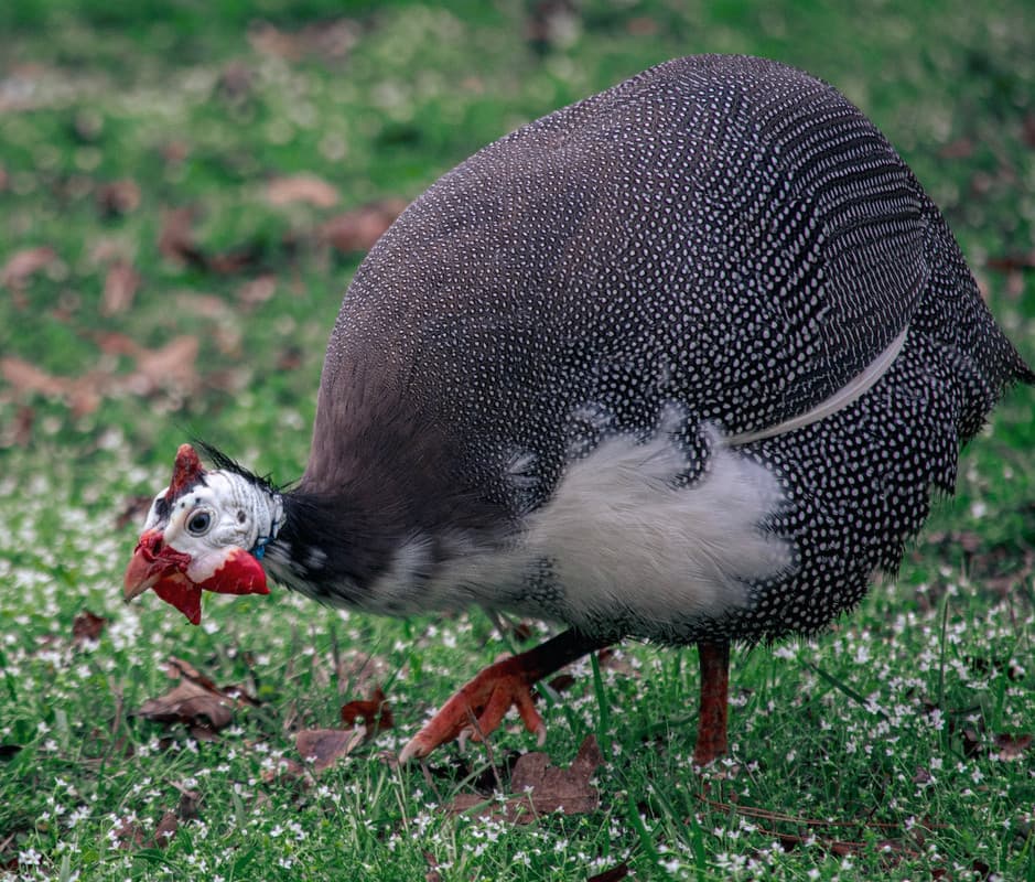 Guinea Fowl/Kanga Ornamental Chick