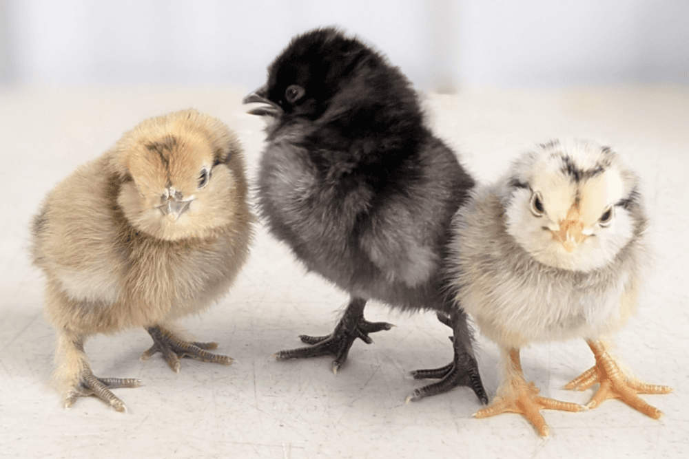 Bantam Ornamental Chick