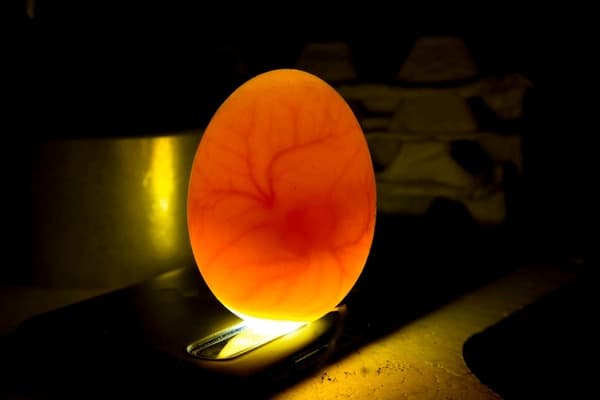 Egyptian Geese Fertilized Eggs