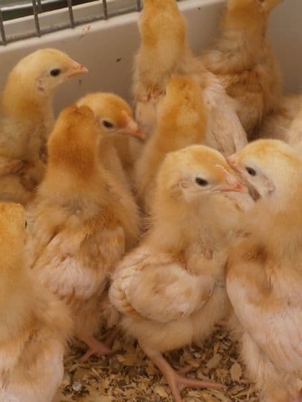 2 Weeks Old Brooding Chicken