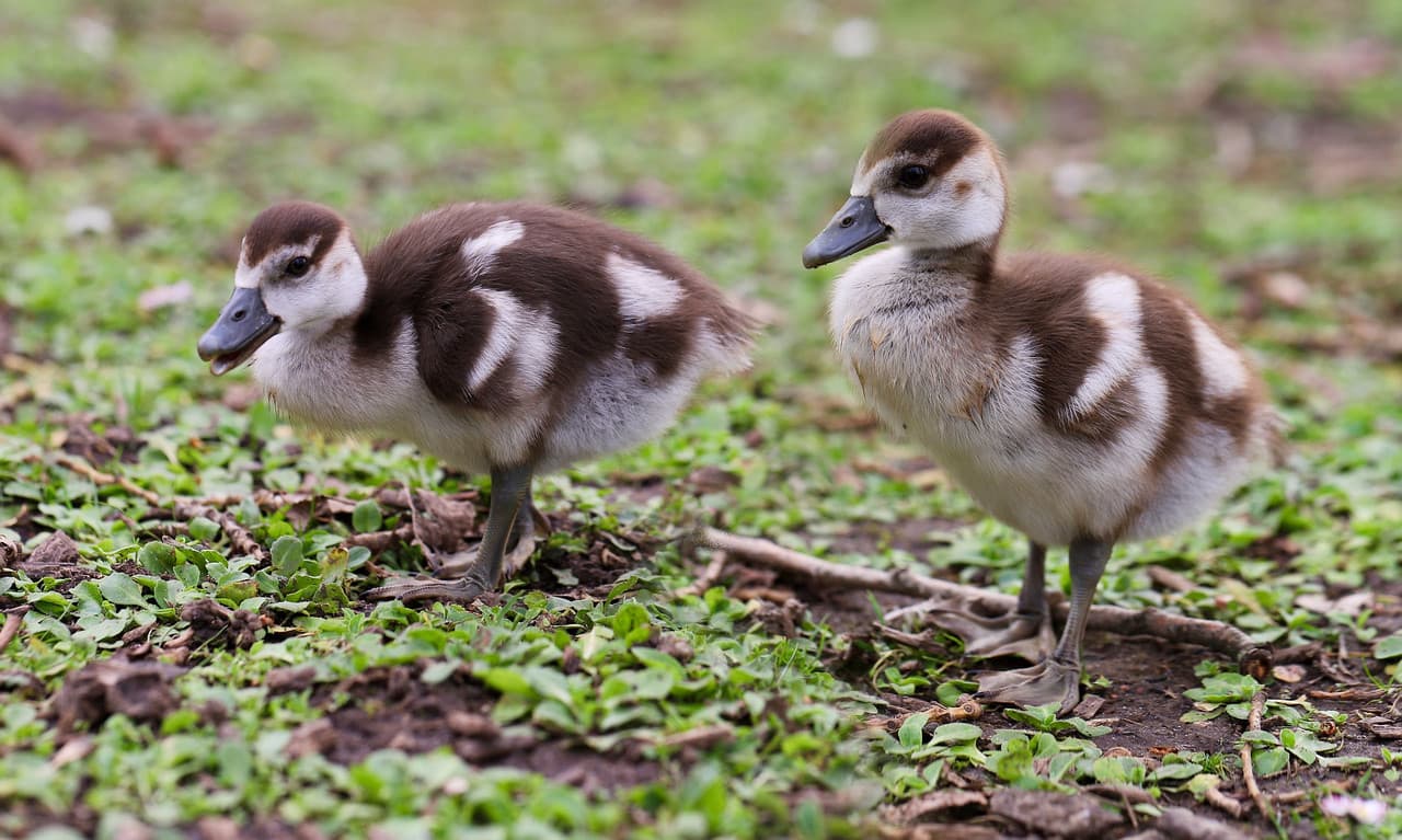 Goose Ornamental Chick (1 month old)