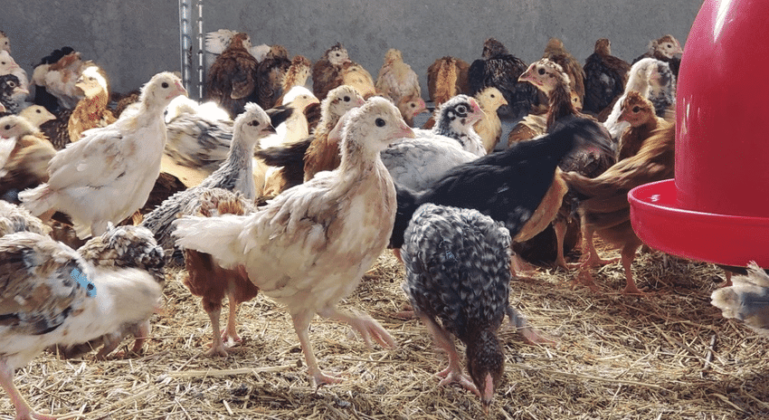 3 Weeks Old Brooding Chicken