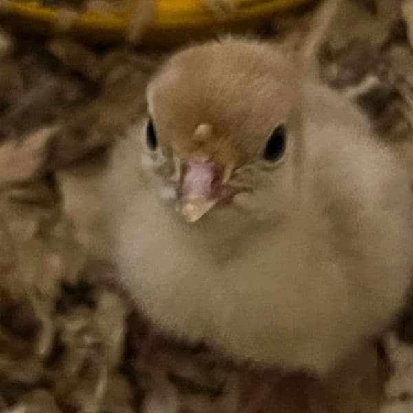 Turkey Ornamental Chick (Royal Palm / Bronze)