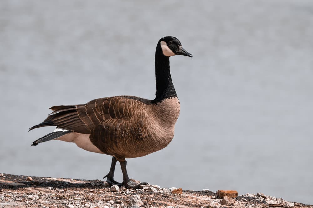 Mature Goose