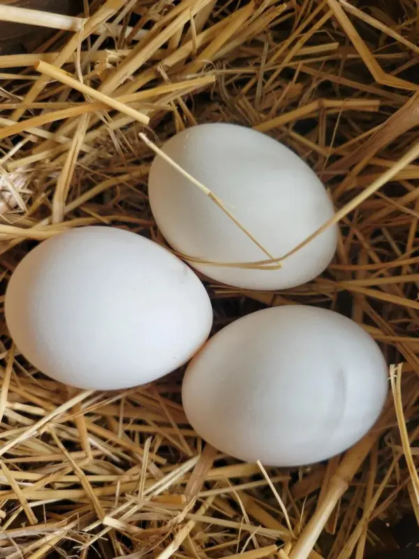 Polish Fertilized Eggs